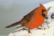 Northern Cardinal